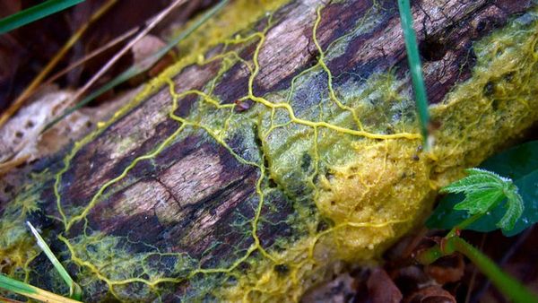 Unveiling Nature's Network Architect: How Slime Mold Inspires Efficient Design